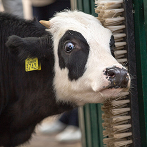dag-van-de-dierenarts